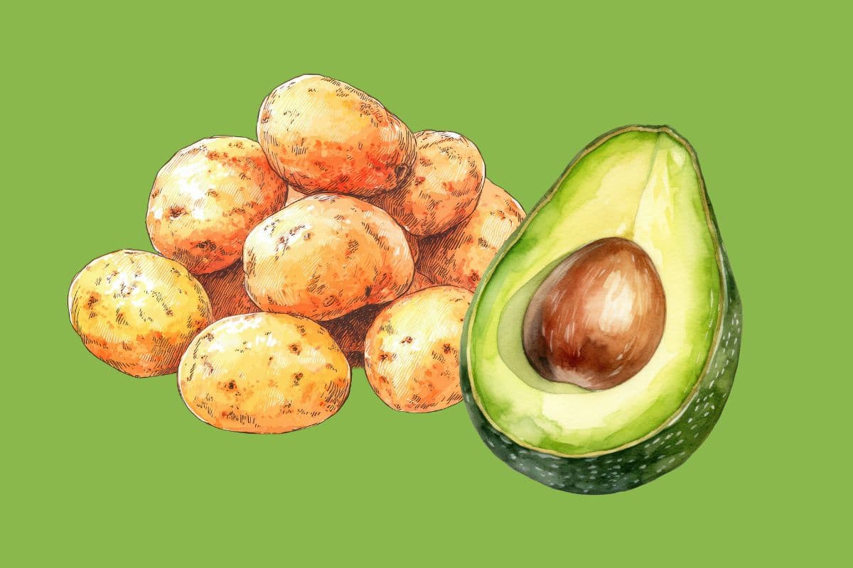 A watercolour painting of a heap of small yellow potatoes beside a halved avocado, on a bright green background.